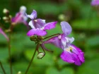 Balsamine de Balfour, Impatiens balfourii