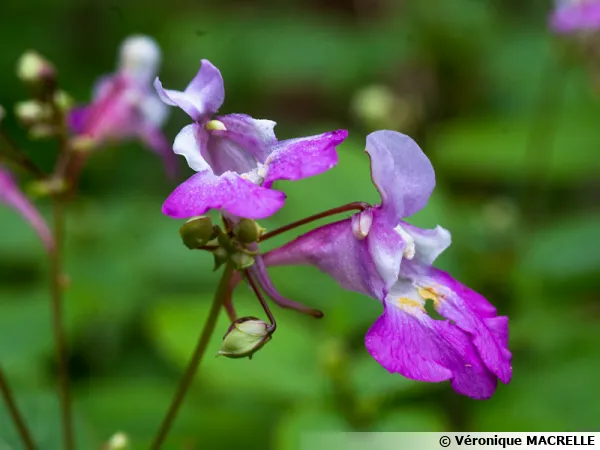 Balsamine de Balfour, Impatiens balfourii