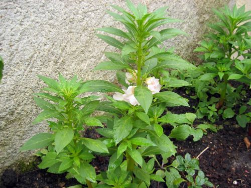 Balsamine, Impatiens balsamina : planter, cultiver, multiplier