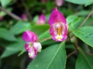 Impatiens � deux �perons, Impatiens bicaudata