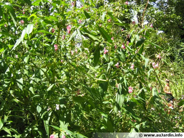 Impatiente de l'Himalaya, Impatiente glanduleuse, Impatiens glandulifera