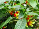 Bec de perroquet, Impatience de Zanzibar, Niam-niam, Impatiens niamniamensis