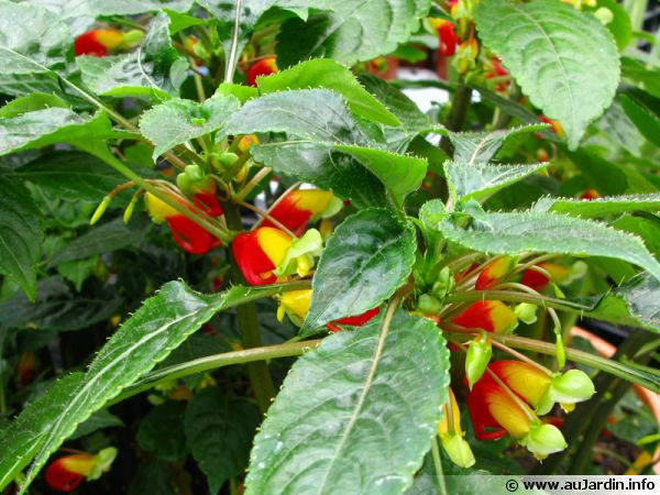 Bec de perroquet, Impatience de Zanzibar, Niam-niam, Impatiens  niamniamensis : planter, cultiver, multiplier