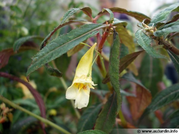 impatiens omeiana cv sango 600x450