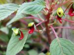 Balsamine de Parrot, Impatiens épiphyte, Impatiens parasitica Balsamine de Parrot, Impatiens épiphyte, Impatiens parasitica