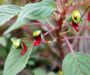 invasion of the body snatchers