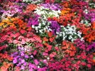 Impatience de Nouvelle-Guine, Impatiens x novae-guinea