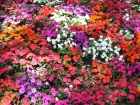 Impatience de Nouvelle-Guine, Impatiens x novae-guinea