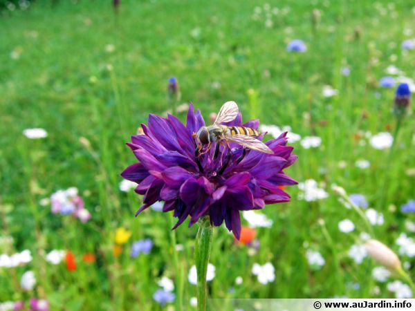 Un syrphe sur une fleur