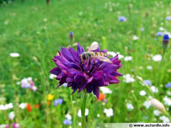 Un syrphe sur une fleur
