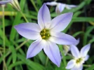 Iph�ion uniflore, Ipheion uniflorum