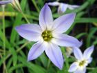 Les iphéons forment de beaux tapis de fleurs blanches étoilées dans les pelouses