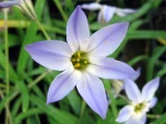 Iph�ion uniflore, Ipheion uniflorum