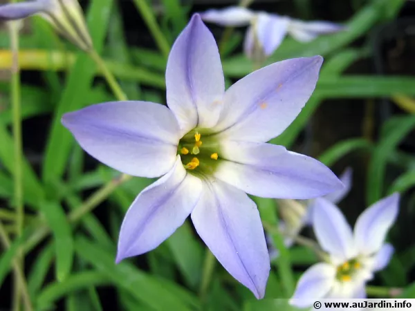 Iphéion uniflore, Ipheion uniflorum