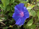 Volubilis bleu, Ipom�e bleu, Ipomoea indica