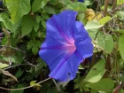 Volubilis bleu, Ipome bleu, Ipomoea indica
