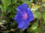 Fleur du Volubilis bleu, Ipomée bleu, Ipomoea indica