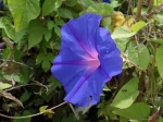 Fleur du Volubilis bleu, Ipom�e bleu, Ipomoea indica