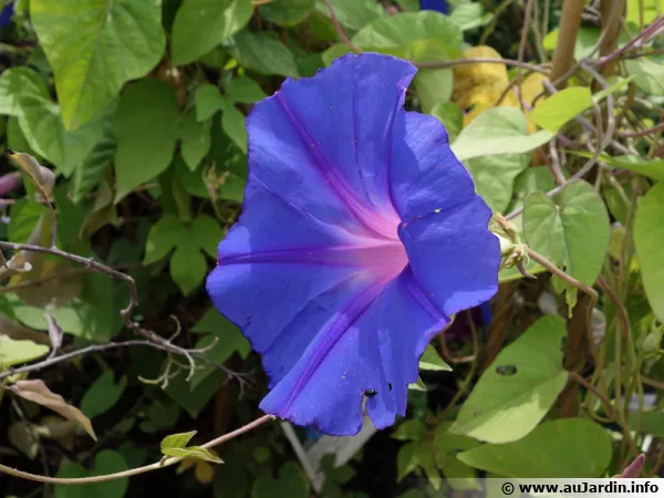 Fleur du Volubilis bleu, Ipome bleu, Ipomoea indica