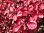 Irsine d'Herbst, Iresine herbstii