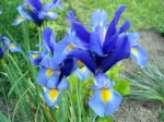 Iris bulbeux, Iris de Hollande