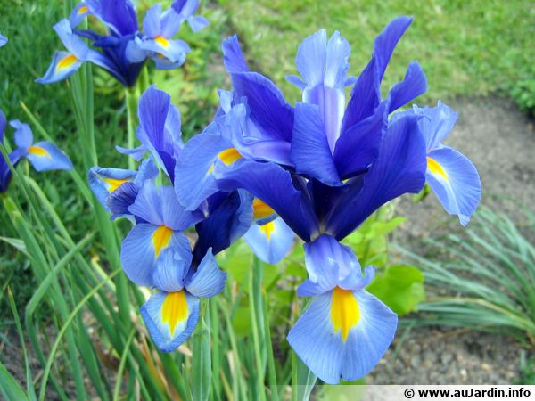 comment planter iris de hollande