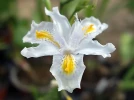 Iris papillon, Iris Nada, Iris 'Nada'