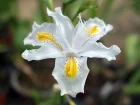 Iris papillon, Iris Nada, Iris 'Nada'