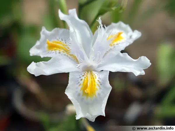 Iris papillon, Iris Nada, Iris 'Nada'