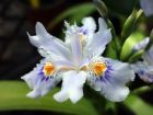 Iris du japon, Iris frangé, Iris japonica