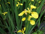 Iris des marais, Iris pseudacorus