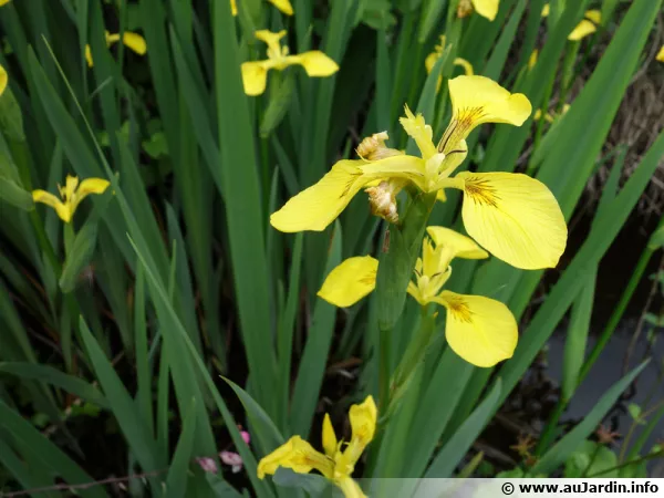 Iris des marais, Iris pseudacorus