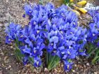 Les Iris reticulata, fleurissent très précocement fin février/début mars