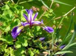 Iris versicolore, Iris versicolor