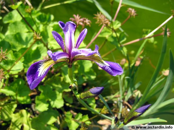 plante bassin ou jardin 10 graines Iris versicolor 