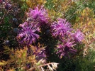 Isopogon formosus