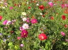 Slow flowers, des fleurs co-responsables