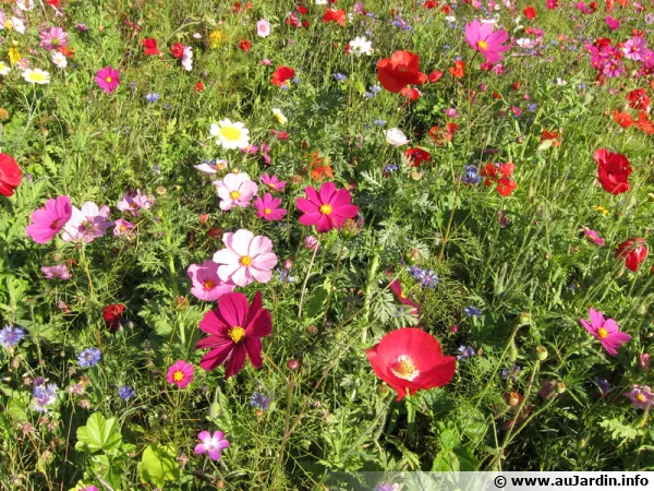 Jachère fleurie, de quoi composer de beaux bouquets de saison