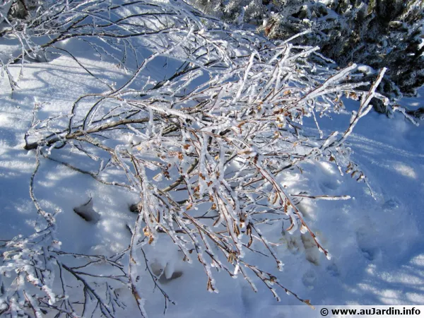 Un arbuste d'un jardin d'altitude sous la neige de fvrier