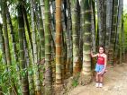Bambous géants au jardin de Balata Bambous géants au jardin de Balata