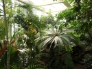 Jardins botaniques et collections prives