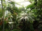 Intérieur d'une serre du Jardin botanique de l’Université de Strasbourg Intérieur d'une serre du Jardin botanique de l’Université de Strasbourg