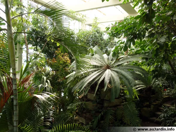 Serre chaude du jardin botanique de Strasbourg