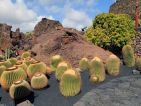 Le jardin de cactus de Lanzarote, coussins de belle-mère Le jardin de cactus de Lanzarote, coussins de belle-mère