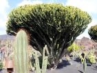 Le jardin de cactus de Lanzarote, euphorbe Le jardin de cactus de Lanzarote, euphorbe