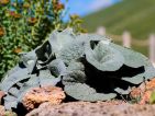Le jardin du Lautaret - Berardia subacaulis