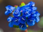 Le jardin du Lautaret - Corydalis panda