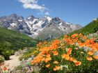 Le jardin du Lautaret - Papaver latericum