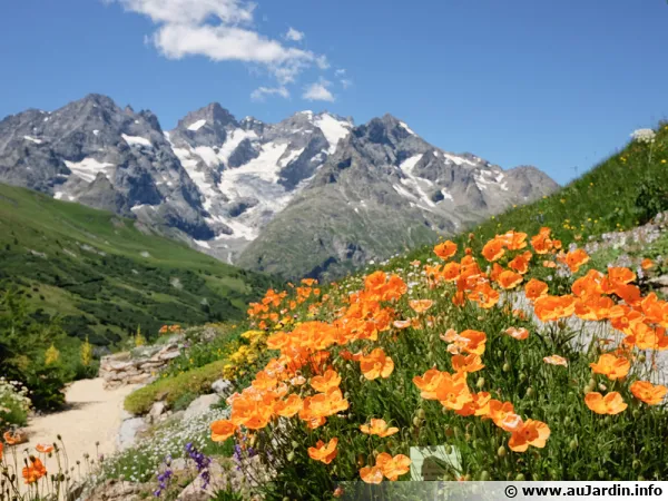 Papaver latericum au jardin alpin du Lautaret