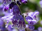 Le jardin du Lautaret - Salvia hians